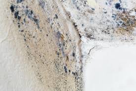 Why You Should Choose Our Mold Remediation Services in Cramerton, NC